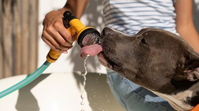 The visible signs of heat stress in animals include panting, increased salivation, increased respiration rate, loss of appetite, increased water intake, lethargy, and dry nose due to dehydration. (Freepik) The visible signs of heat stress in animals include panting, increased salivation, increased respiration rate, loss of appetite, increased water intake, lethargy, and dry nose due to dehydration. (Freepik)