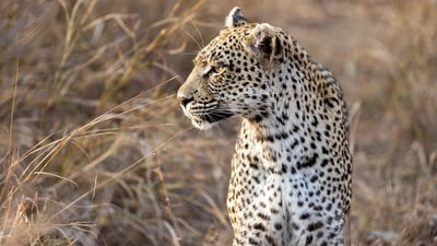 The leopard was hit multiple times with sticks. (Pixabay) The leopard was hit multiple times with sticks. (Pixabay)
