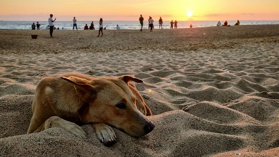 From tranquil beaches to vibrant festivals, and discounted rates to cultural immersion, Goa in the spring months offers a unique blend of relaxation, adventure, and cultural richness.&nbsp;&nbsp;(Unsplash)