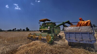 According to Punjab Agricultural University experts conducive weather conditions hints towards a bumper crop and the production can even breach the all-time high record of 182.57 lakh tonnes. (HT File) According to Punjab Agricultural University experts conducive weather conditions hints towards a bumper crop and the production can even breach the all-time high record of 182.57 lakh tonnes. (HT File)