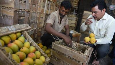 According to mango traders, daily more than 100 boxes of Ratnagiri Alphonso with QR code arrive at the market in Pune. (Mahendra Kolhe/HT Photo) According to mango traders, daily more than 100 boxes of Ratnagiri Alphonso with QR code arrive at the market in Pune. (Mahendra Kolhe/HT Photo)