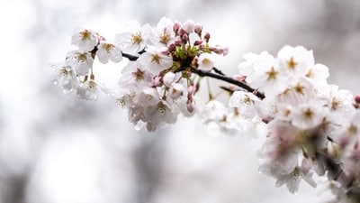 The pink flowers are known as sakura in Japanese. Sakura season traditionally accompanies the beginning of the new fiscal year in Japan, representing fresh starts but also the fleeting impermanence of life. (AFP) The pink flowers are known as sakura in Japanese. Sakura season traditionally accompanies the beginning of the new fiscal year in Japan, representing fresh starts but also the fleeting impermanence of life. (AFP)