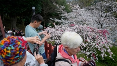 While the agency attributes this year's delayed blooms to cold weather, it has also raised concerns that climate change is causing the delicate petals to appear earlier in the long term. (AP) While the agency attributes this year's delayed blooms to cold weather, it has also raised concerns that climate change is causing the delicate petals to appear earlier in the long term. (AP)