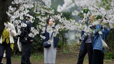 Tourists and residents packed Tokyo's top cherry blossom spots on Thursday to enjoy the full bloom that has arrived in the Japanese capital later than usual this year because of cold weather. (AP) Tourists and residents packed Tokyo's top cherry blossom spots on Thursday to enjoy the full bloom that has arrived in the Japanese capital later than usual this year because of cold weather. (AP)