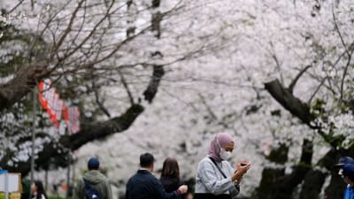 The Japanese Meteorological Agency (JMA) on Thursday announced that Tokyo's most common and beloved variety of cherry tree, the "somei yoshino," had reached full bloom, which was four days later than the city's average bloom date. (AP) The Japanese Meteorological Agency (JMA) on Thursday announced that Tokyo's most common and beloved variety of cherry tree, the "somei yoshino," had reached full bloom, which was four days later than the city's average bloom date. (AP)