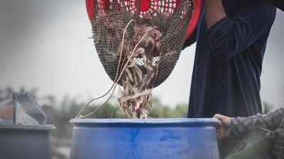 The US is India’s biggest buyer, about $2.4 billion worth of shrimp. More Indian shrimp reach the US after processing in a third country. (Shutterstock) The US is India’s biggest buyer, about $2.4 billion worth of shrimp. More Indian shrimp reach the US after processing in a third country. (Shutterstock)