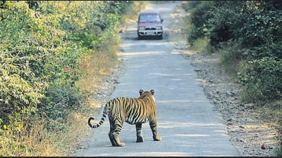 The project was launched from the Corbett National Park. (HT Archive)