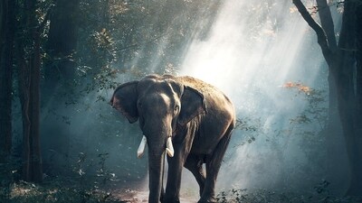 An American woman died after an elephant attacked a safari vehicle in Africa (Pixabay - representational image) An American woman died after an elephant attacked a safari vehicle in Africa (Pixabay - representational image)