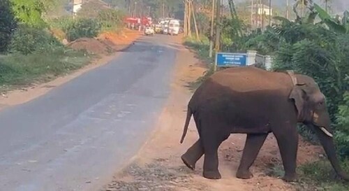 Tanneer Komban, the wild elephant that died, was captured in Mananthawady in Kerala’s Wayanad district. (HT Photo) (HT_PRINT) Tanneer Komban, the wild elephant that died, was captured in Mananthawady in Kerala’s Wayanad district. (HT Photo) (HT_PRINT)