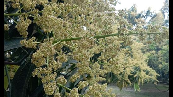 The pea-sized mango blooms in Uttar Pradesh’s Malihabad. Farmers say these blooms either die or do not grow in extreme hot weather conditions. (Sourced)
