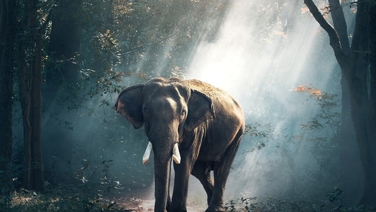 An American woman died after an elephant attacked a safari vehicle in Africa (Pixabay - representational image)