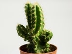 cactus1