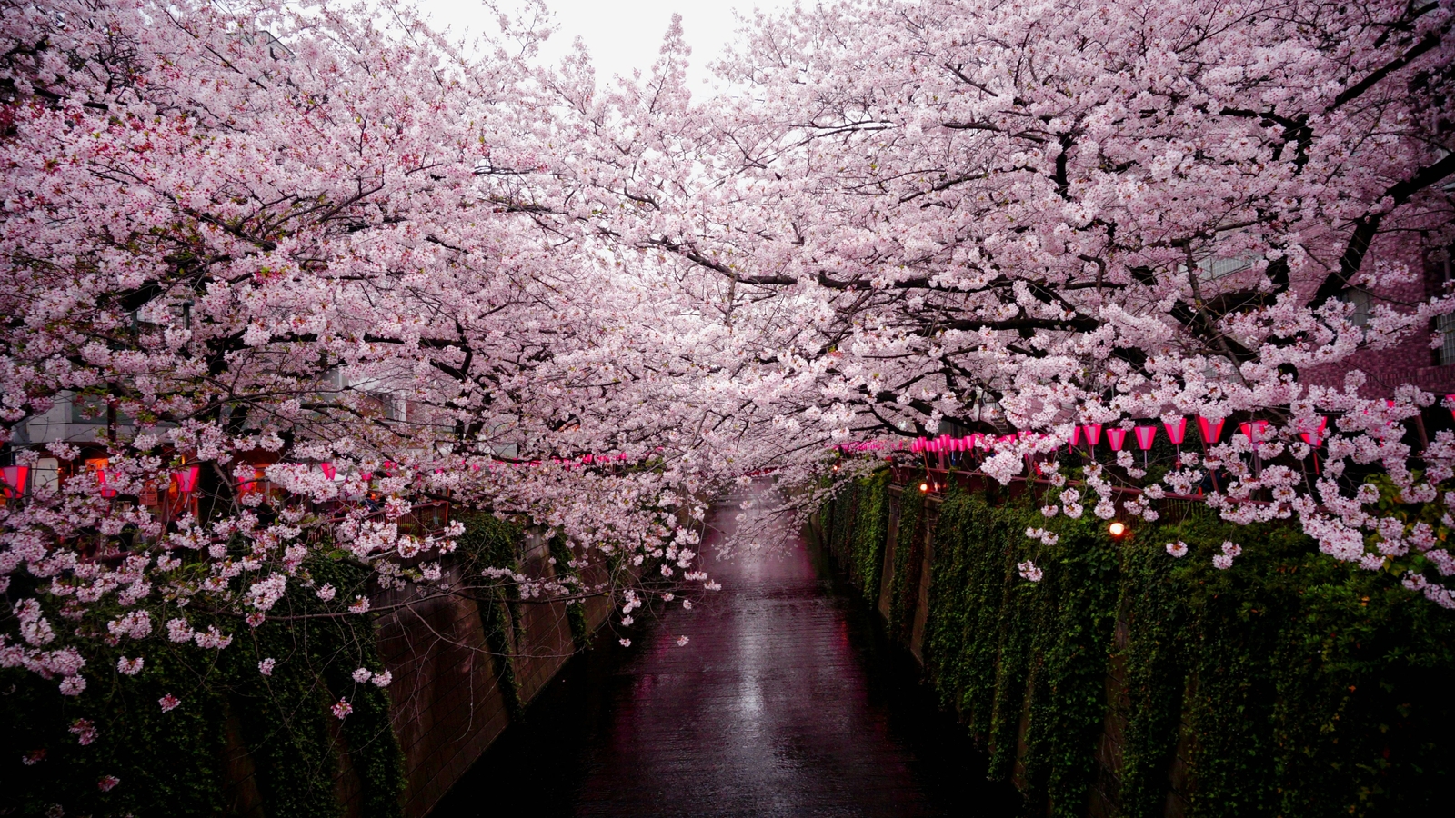 Pretty in Pink: Cherry blossoms bloom in Mumbai with these special menus - Vimarsana News