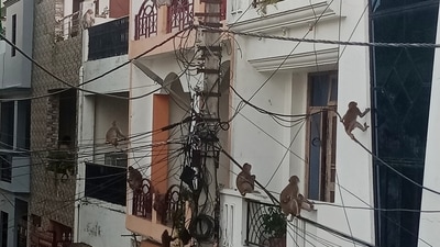 Nikita saved her niece and herself by using the voice of Alexa device when monkeys entered their house . (Pic for representation) Nikita saved her niece and herself by using the voice of Alexa device when monkeys entered their house . (Pic for representation)