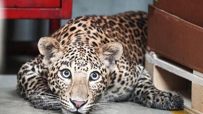 Sachin, an eight-year-old male leopard, escaped from its closure and couldn’t be tracked for over 12 hours. (REPRESENTATIVE PHOTO) Sachin, an eight-year-old male leopard, escaped from its closure and couldn’t be tracked for over 12 hours. (REPRESENTATIVE PHOTO)