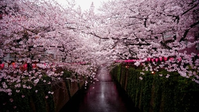 Cherry blossoms in bloom in Japan (Unsplash) Cherry blossoms in bloom in Japan (Unsplash)