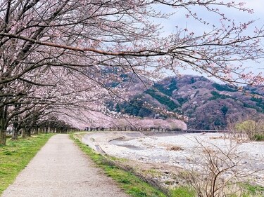Cherry blossoms (Representational image) (Unsplash) Cherry blossoms (Representational image) (Unsplash)