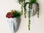 succulent_plants