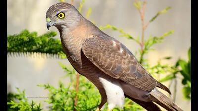 A female Shikra (DARSHAN SIDHU PHOTOGRAPHY) A female Shikra (DARSHAN SIDHU PHOTOGRAPHY)