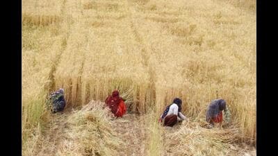A group of women cutting wheat in a field outskirts of Gurugram. (HT File) A group of women cutting wheat in a field outskirts of Gurugram. (HT File)