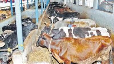 Constituted teams under the direct supervision of veterinary officers are visiting homes to inoculate the vulnerable population of livestock in Ludhiana. (HT File) Constituted teams under the direct supervision of veterinary officers are visiting homes to inoculate the vulnerable population of livestock in Ludhiana. (HT File)