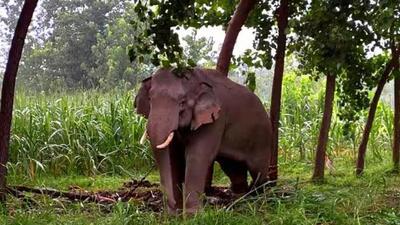 Forest officials said they recovered the farmer’s body after the elephant herd returned to the forest. (Representative Image) Forest officials said they recovered the farmer’s body after the elephant herd returned to the forest. (Representative Image)