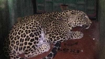 Leopard sightings have constantly been on the rise in the Pimpri-Chinchwad area. (REPRESENTATIVE PHOTO) Leopard sightings have constantly been on the rise in the Pimpri-Chinchwad area. (REPRESENTATIVE PHOTO)