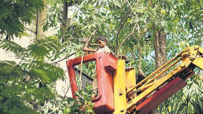 Mumbai, India - July 25, 2017: Municipal corporation cuts down branches of a tree at Colaba in Mumbai, India, on Tuesday, July 25, 2017. (Photo by Nilofer Khan/ HT) Mumbai, India - July 25, 2017: Municipal corporation cuts down branches of a tree at Colaba in Mumbai, India, on Tuesday, July 25, 2017. (Photo by Nilofer Khan/ HT)
