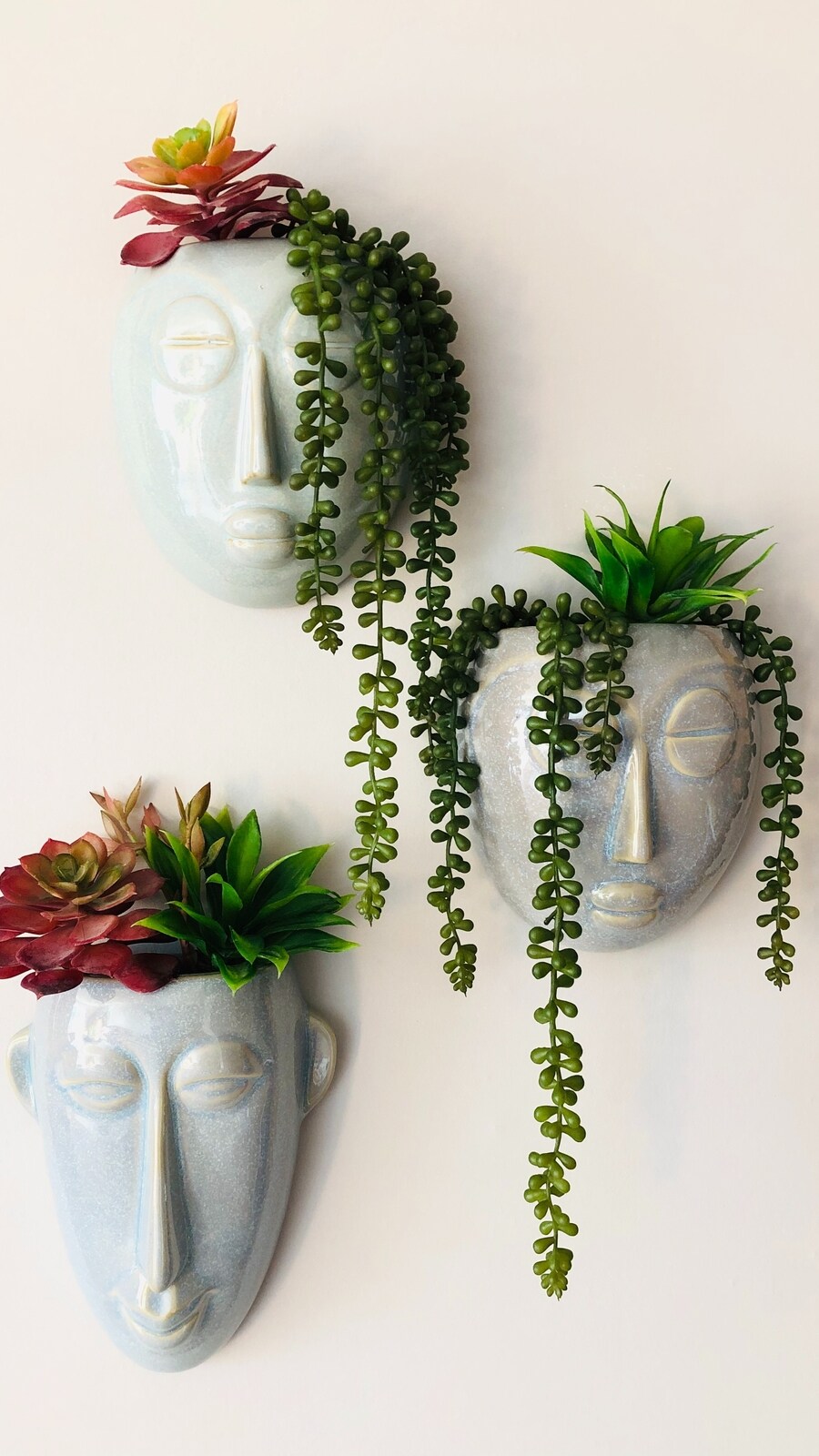 succulent_plants