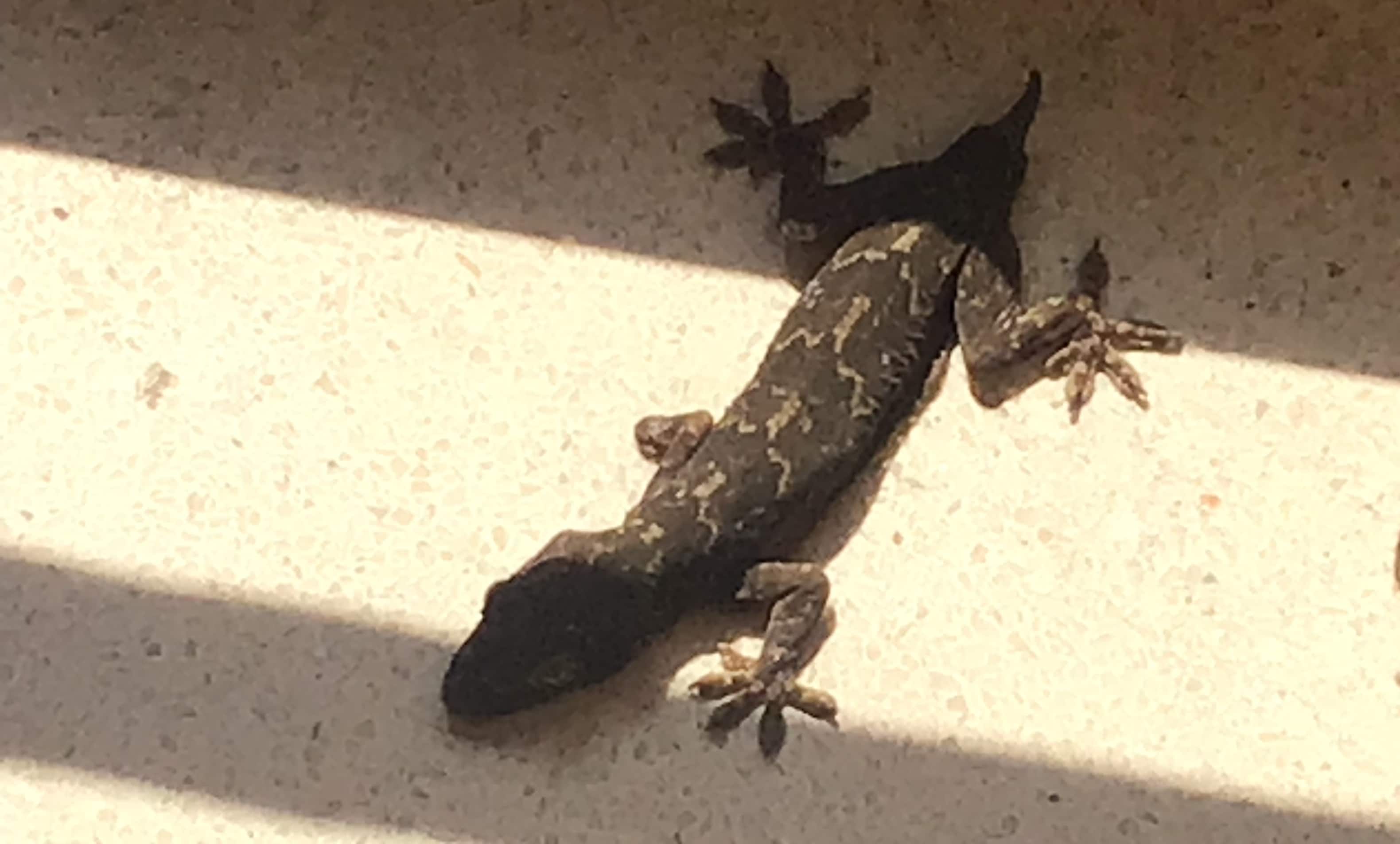 The lizard without tail and right forelimb. (VIKRAM JIT SINGH) The lizard without tail and right forelimb. (VIKRAM JIT SINGH)