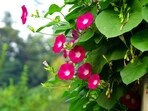 morning_glory_flower