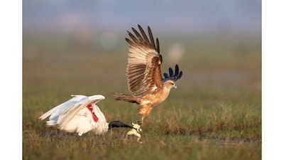 A Brahminy kite seen attempting to snatch a frog from the beak of a Black Headed Ibis in Chilika Lake, India. While the author could capture the dramatic moment from a nearby boat, the juvenile kite successfully stole the kill and flew off with it. (Winning image in the Nature & Wildlife category—single image). (Nitin Jain) A Brahminy kite seen attempting to snatch a frog from the beak of a Black Headed Ibis in Chilika Lake, India. While the author could capture the dramatic moment from a nearby boat, the juvenile kite successfully stole the kill and flew off with it. (Winning image in the Nature & Wildlife category—single image). (Nitin Jain)