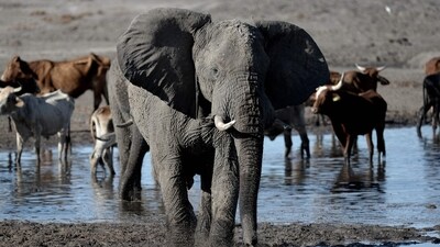 An elephant near the Nxaraga village on the outskirts of Maun, Botswana, Sept. 28, 2019. (AFP) An elephant near the Nxaraga village on the outskirts of Maun, Botswana, Sept. 28, 2019. (AFP)