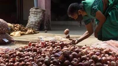 Following India’s export ban, global onion prices have shot up in recent months to about $1200-$1500 a tonne. (HT file photo) Following India’s export ban, global onion prices have shot up in recent months to about $1200-$1500 a tonne. (HT file photo)