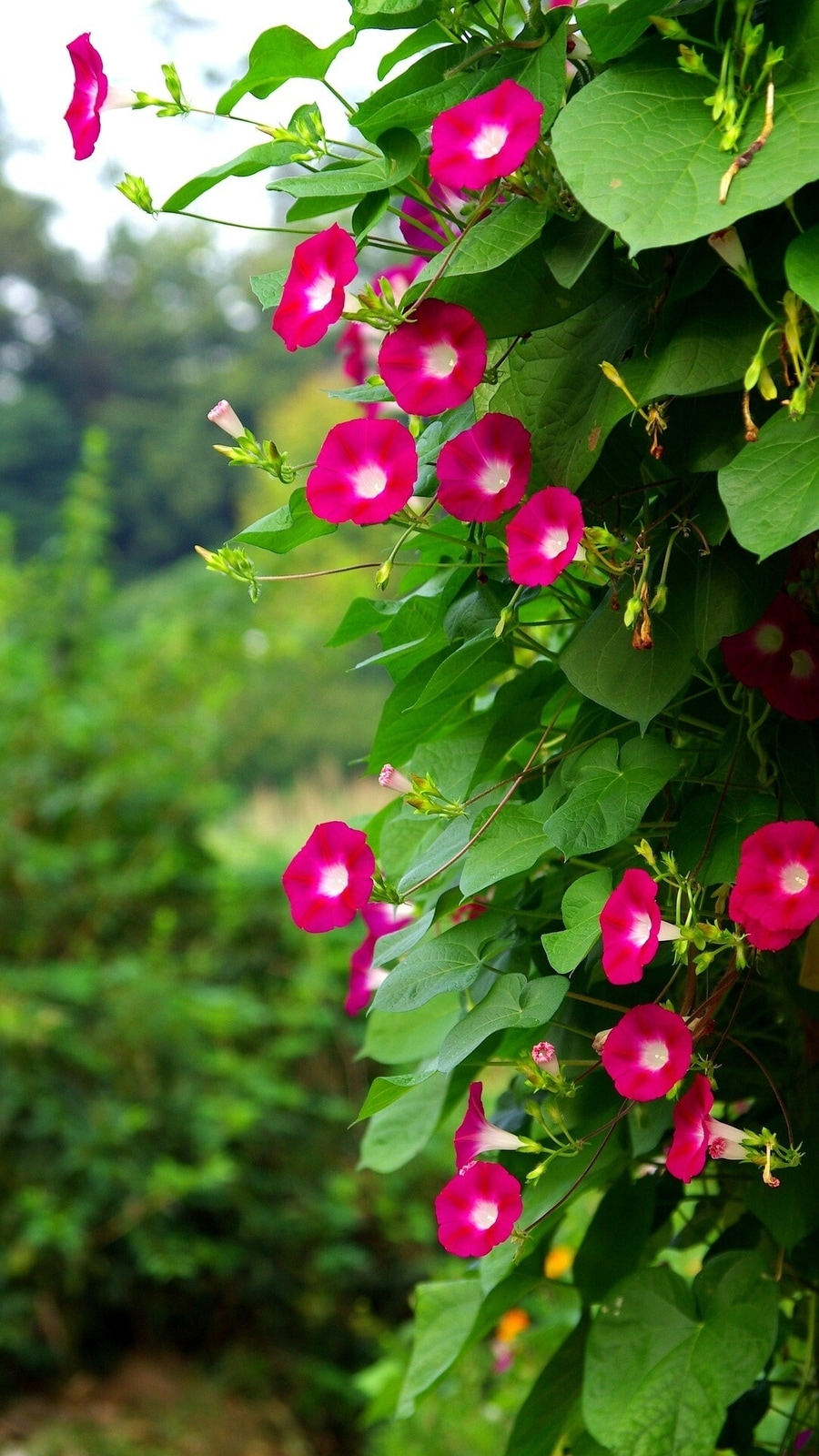 morning_glory_flower