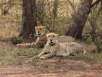 The two conservationists worked to save the endangered Asiatic cheetah before spending five years in prison. (File)(PTI)