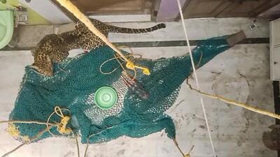Forest Department personnel try to rescue a leopard which entered a house in North Delhi. (PTI)