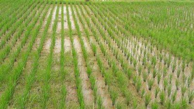 PAU had recommended short duration high yielding varieties (HYV) of parmal and basmati rice, namely PR 126, Pusa Basmati 1509 and Pusa Basmati 1847, which mature in about 93, 95 and 99 days after transplanting, respectively. (HT File Photo) PAU had recommended short duration high yielding varieties (HYV) of parmal and basmati rice, namely PR 126, Pusa Basmati 1509 and Pusa Basmati 1847, which mature in about 93, 95 and 99 days after transplanting, respectively. (HT File Photo)