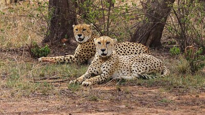 The two conservationists worked to save the endangered Asiatic cheetah before spending five years in prison. (File) (PTI)