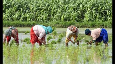 The idea behind the staggered cultivation is to save the subsoil water and ensure uninterrupted power supply to all 14 lakh plus agriculture tubewells that feed 35 lakh hectares (88 lakh acres) of agriculture land. (HT photo) The idea behind the staggered cultivation is to save the subsoil water and ensure uninterrupted power supply to all 14 lakh plus agriculture tubewells that feed 35 lakh hectares (88 lakh acres) of agriculture land. (HT photo)