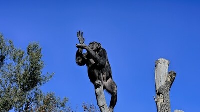 Chimpanzees patrolled the perimeter of their area at the zoo while the solar eclipse took place. (Pixabay) Chimpanzees patrolled the perimeter of their area at the zoo while the solar eclipse took place. (Pixabay)