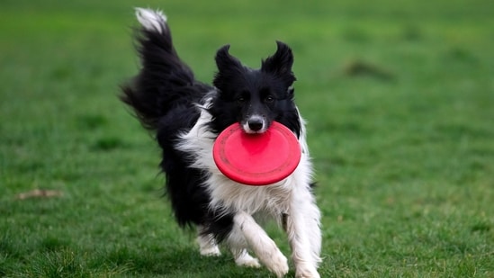 HDFC ERGO has rolled out the Paws n Claws insurance policy for dog, cat and other pet lovers. (AP)