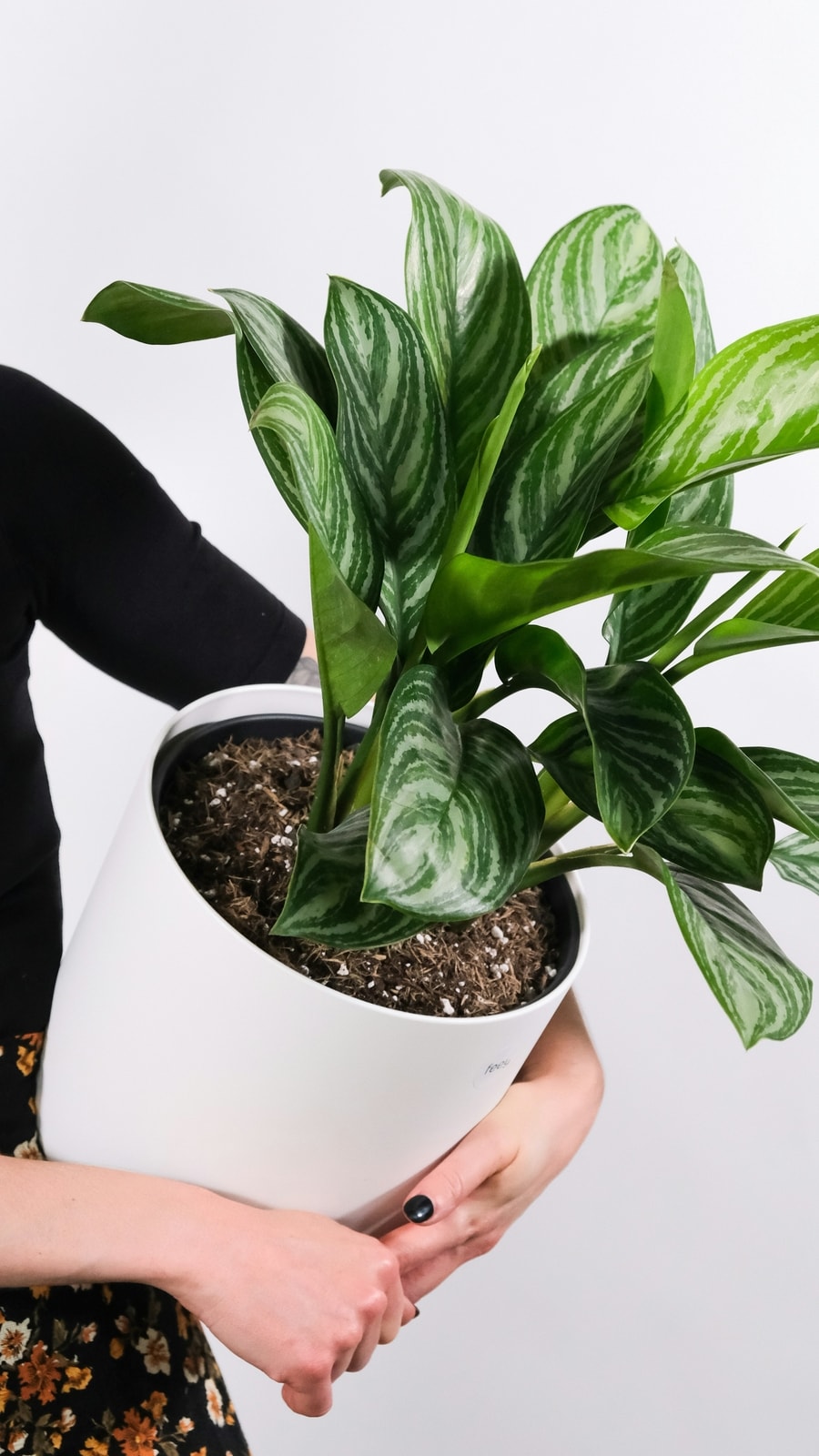 plant
