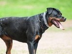 HC revokes Centre’s ban on 23 ‘ferocious’ breeds of dogs