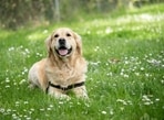 Our comprehensive guide on caring for Labrador puppies, includes tips to prevent physical injuries, simple exercises, and diet tips for a happy and healthy pet. Our comprehensive guide on caring for Labrador puppies, includes tips to prevent physical injuries, simple exercises, and diet tips for a happy and healthy pet.