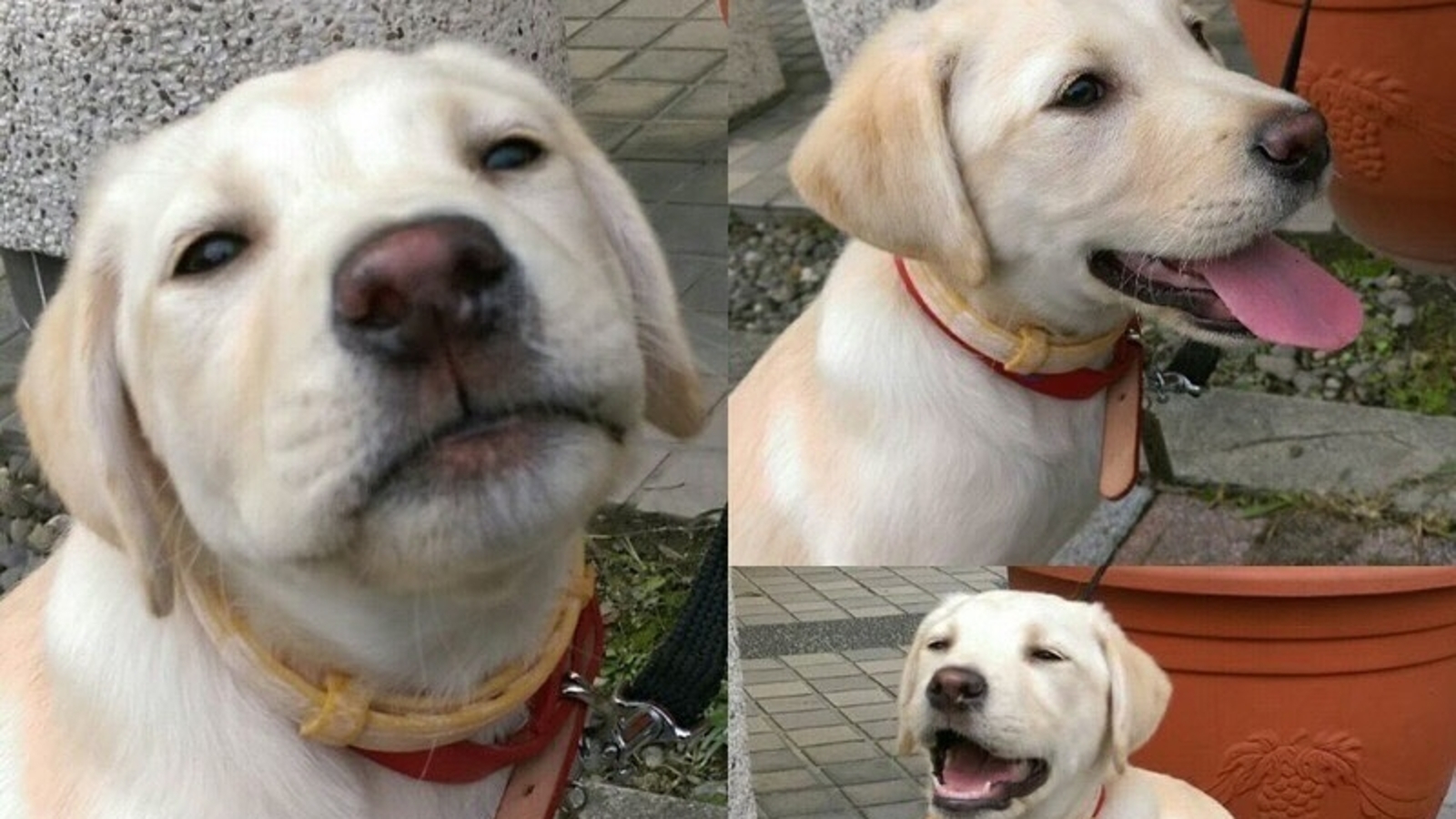 Labrador fired for being 'too playful' becomes hero of Taiwan earthquake rescue | Trending - Vimarsana News