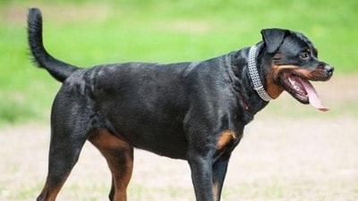 HC revokes Centre’s ban on 23 ‘ferocious’ breeds of dogs HC revokes Centre’s ban on 23 ‘ferocious’ breeds of dogs