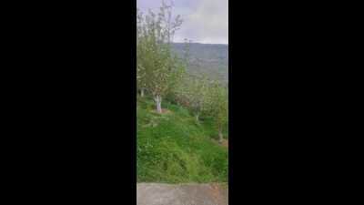 Climate change has adversely impacted the temperate fruits growing in Himachal Pradesh, particularly apples. The changing weather pattern, excessive rains last year and scanty snowfall have delayed the apple blooming by at least three weeks this year as compared to the past two years. (HT Photo)