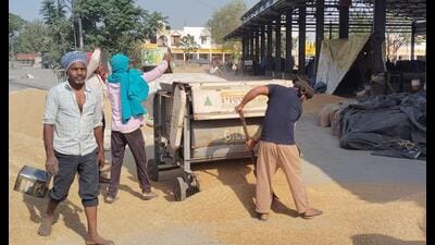 Farmers were also hopeful to get the full price as their crops suffered negligible damage despite the adverse weather conditions. (HT Photo) Farmers were also hopeful to get the full price as their crops suffered negligible damage despite the adverse weather conditions. (HT Photo)