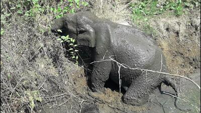 The elephant, in its search for food and water, inadvertently fell into the trench while attempting to traverse it. (HT photo) The elephant, in its search for food and water, inadvertently fell into the trench while attempting to traverse it. (HT photo)